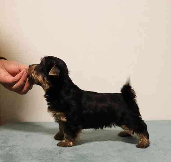 Silky Terrier Welpen Hamburg