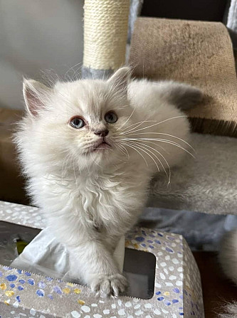 Hallo, wir haben ein paar Ragdoll-Kätzchen, die bereit sind zu gehen Stuttgart - photo 1