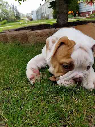 Es sind sowohl männliche als auch weibliche Bulldoggenwelpen verfügbar Дрезден