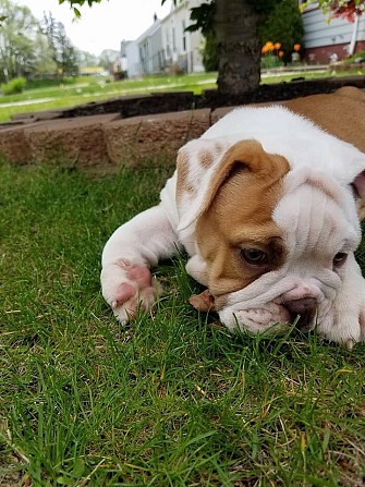 Es sind sowohl männliche als auch weibliche Bulldoggenwelpen verfügbar Дрезден - изображение 1