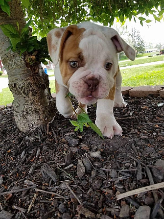 Es sind sowohl männliche als auch weibliche Bulldoggenwelpen verfügbar Hamburg - photo 1