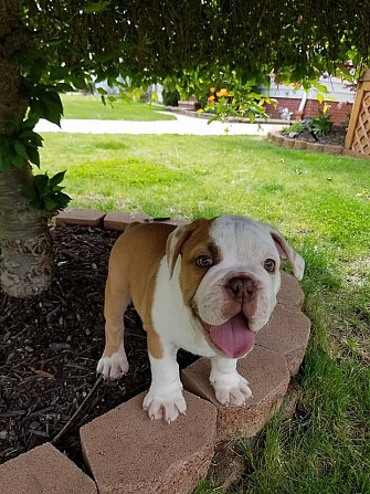 Es sind sowohl männliche als auch weibliche Bulldoggenwelpen verfügbar Hamburg - photo 1