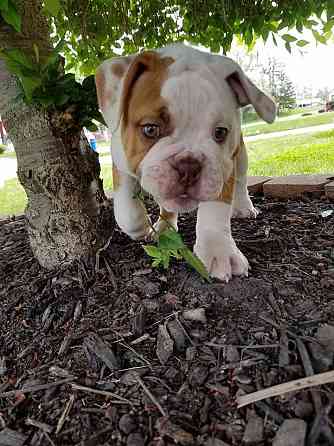 Es sind sowohl männliche als auch weibliche Bulldoggenwelpen verfügbar Мюнхен