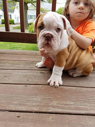 Es sind sowohl männliche als auch weibliche Bulldoggenwelpen verfügbar Magdeburg - photo 1