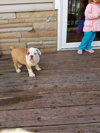 Es sind sowohl männliche als auch weibliche Bulldoggenwelpen verfügbar Erfurt - photo 1