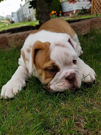 Es sind sowohl männliche als auch weibliche Bulldoggenwelpen verfügbar Dresden - изображение 1