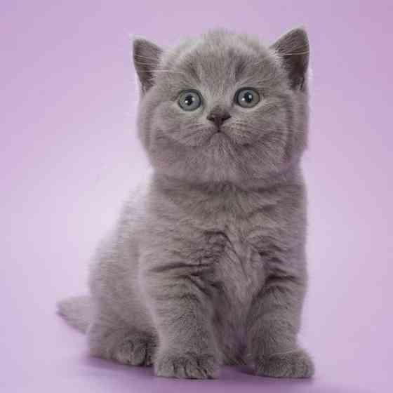 British Shorthair kittens Гамбург