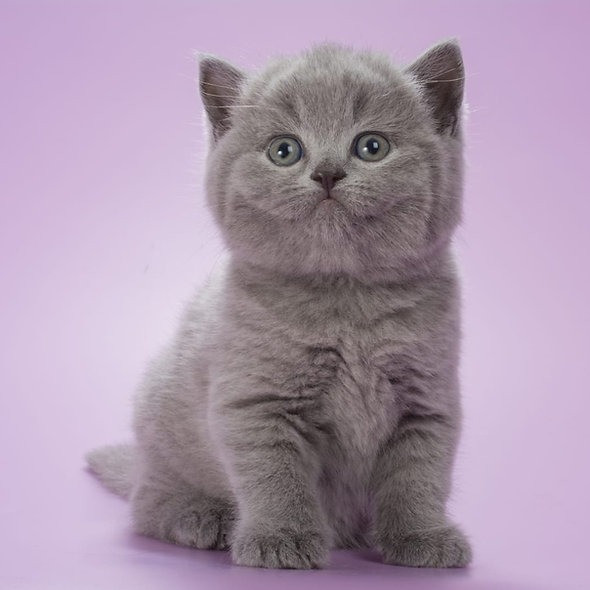 British Shorthair kittens Hamburg - photo 2