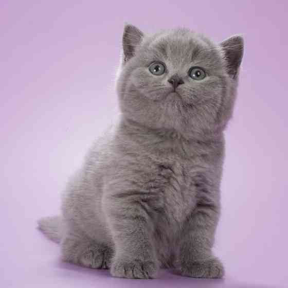 British Shorthair kittens Шверин