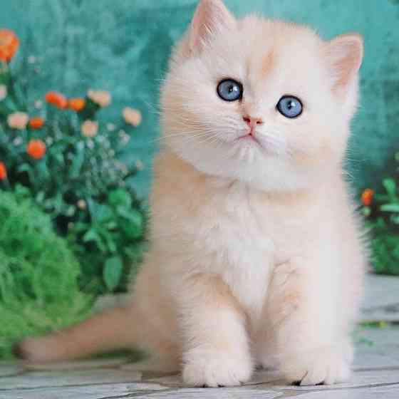 British Shorthair kittens Saarbrücken