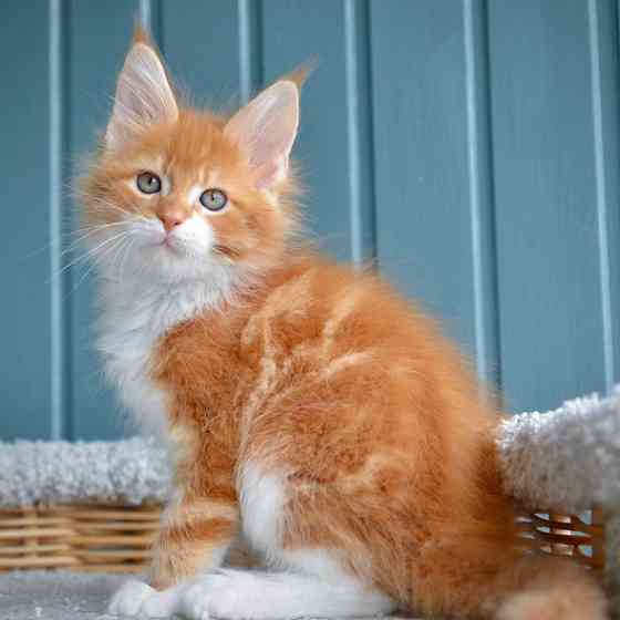 Maine coon kittens Гамбург