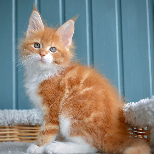 Maine coon kittens Hamburg - photo 1