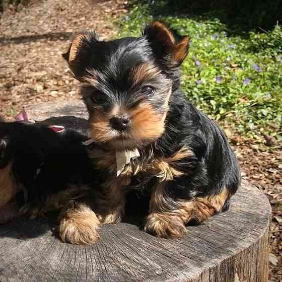 2 wunderschöne Yorkshire Terrier-Welpen zu verkaufen. Гамбург