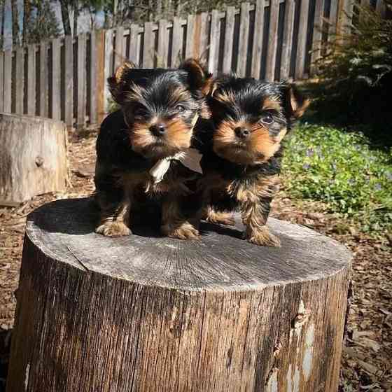 2 wunderschöne Yorkshire Terrier-Welpen zu verkaufen. Hamburg