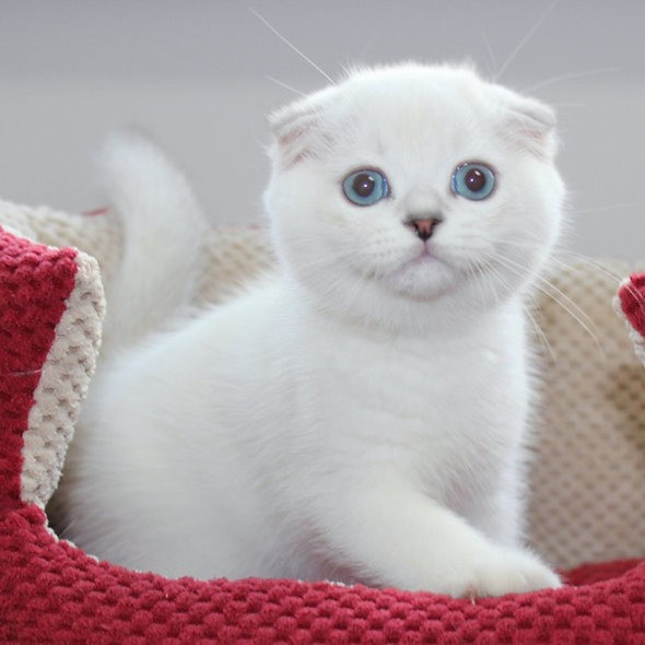 Scottish fold kittens Hamburg - photo 1