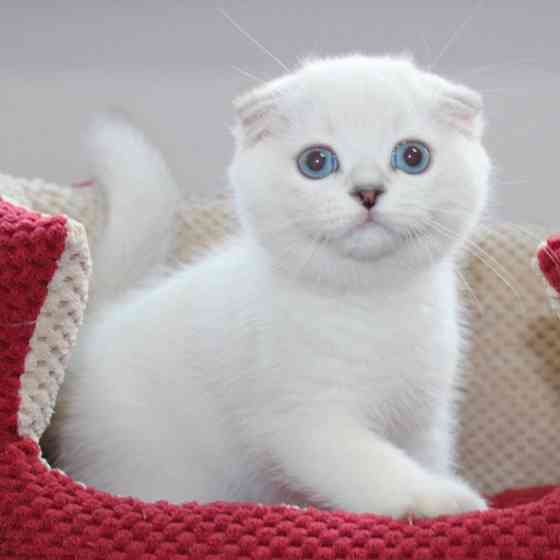 Scottish fold kittens Шверін