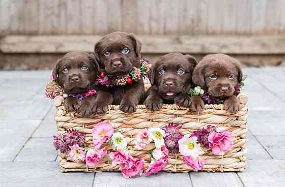 CHOCOLATE LABRADOR puppy for adoption Berlin