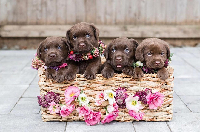 CHOCOLATE LABRADOR puppy for adoption Berlin - photo 1