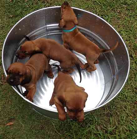 Щенки Redbone Coonhound Гамбург