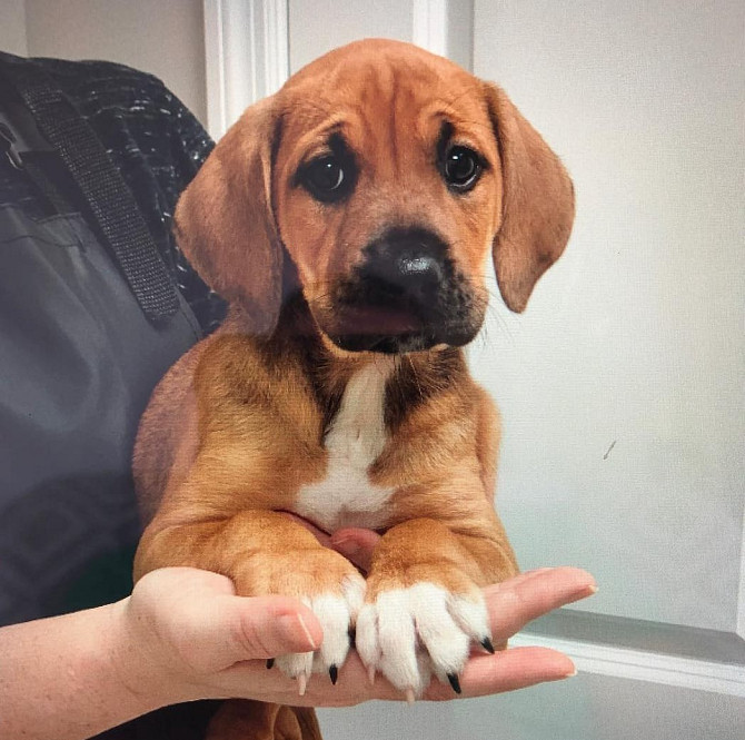 Щенки Redbone Coonhound Hamburg - photo 1