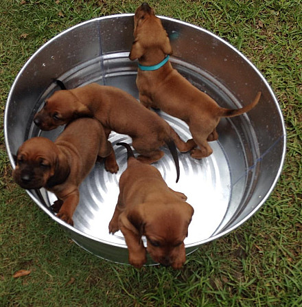 Щенки Redbone Coonhound Hamburg - photo 2