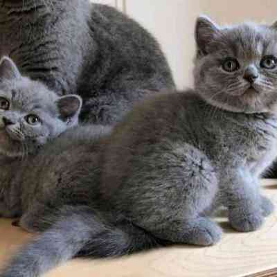 British Shorthair kittens Гамбург