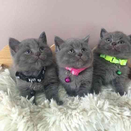 British Shorthair kittens Фрідріхсхафен