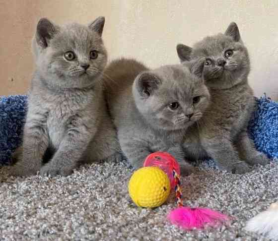 British Shorthair kittens Хайльбад-Хайлигенштадт