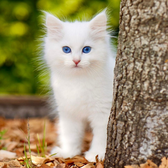 Siberian kittens with blue eyes Kaiserslautern - изображение 1