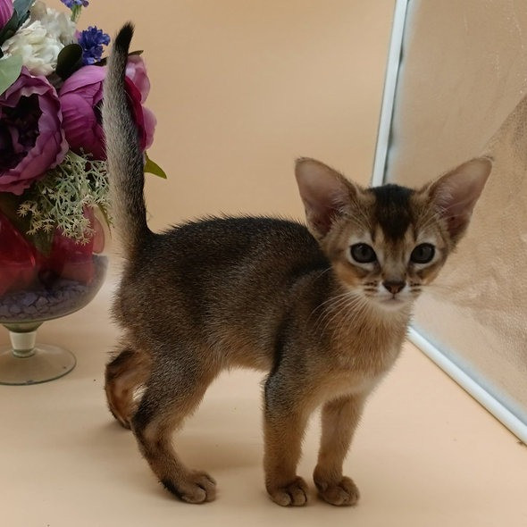 Abyssinian kittens Hamburg - photo 1