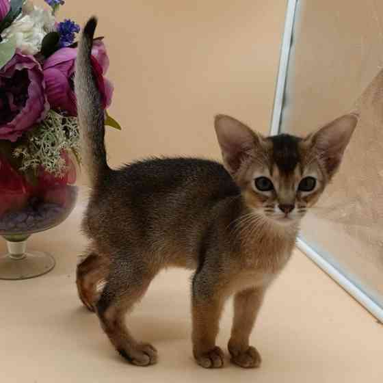 Abyssinian kittens Dresden