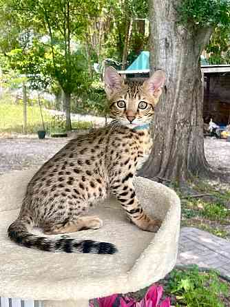 Savannah kittens Düsseldorf