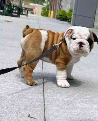 English Bulldog Puppies Дрезден