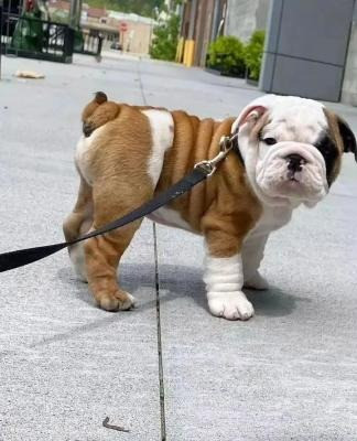 English Bulldog Puppies Дрезден - изображение 1