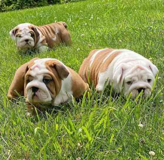 English Bulldog Puppies Munich