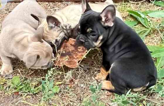 French Bulldog Puppies Munich