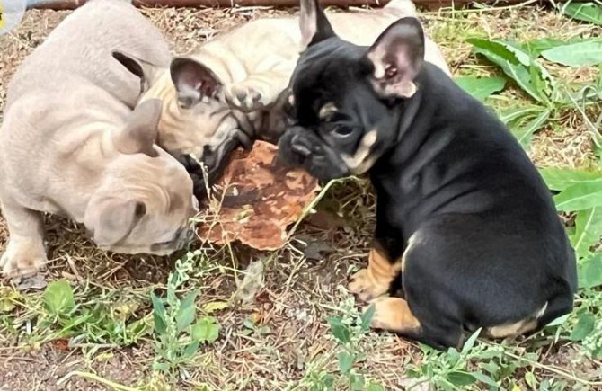 French Bulldog Puppies Munich - photo 1