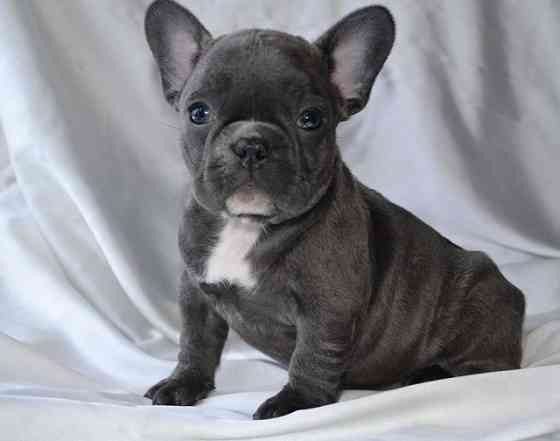 French Bulldog Puppies Ганновер