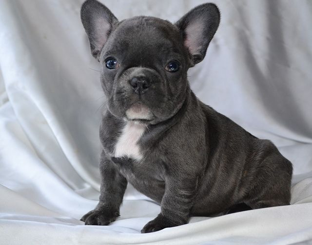 French Bulldog Puppies Hannover - photo 2