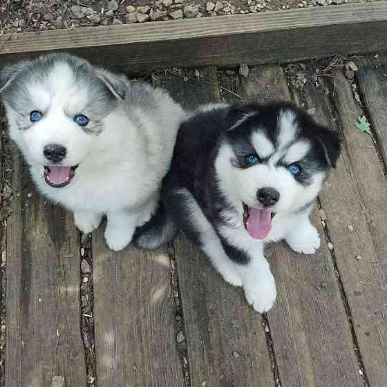 Siberian Husky with Blue eyes Hamburg