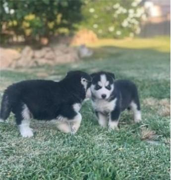 Siberian Husky puppies Берлин - изображение 1