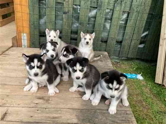 Siberian Husky puppies with blue eyes Dresden