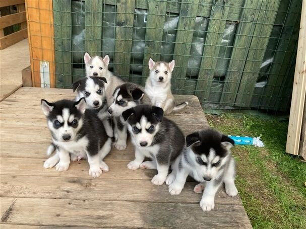 Siberian Husky puppies with blue eyes Дрезден - изображение 1