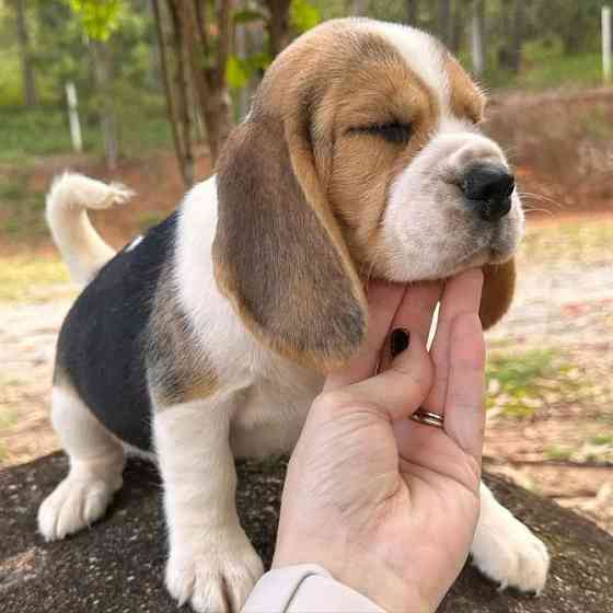 Beagle Puppies Гамбург