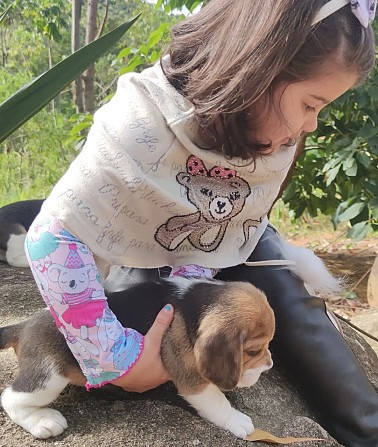 Beagle Puppies Берлін - изображение 1