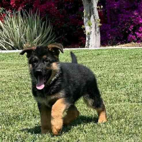 German Shepherd Puppies Гамбург