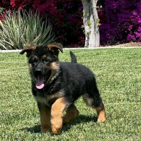 German Shepherd Puppies Hamburg - photo 1