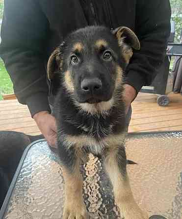 German Shepherd Puppies Дрезден