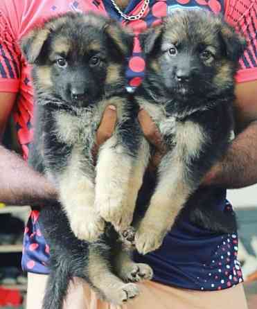 German Shepherd Puppies Berlin