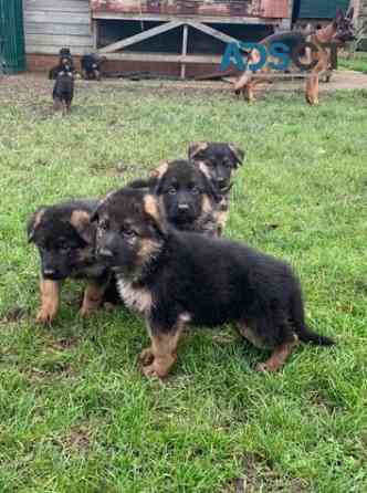 German Shepherd Puppies Bremen